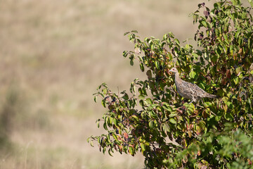 Female pheasant (Phasianus colchicus) on a bush in the sunshine. Yorkshire, UK in September