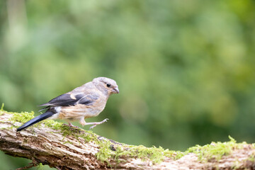 Juvenile female Eurasian Bullfinch (Pyrrhula pyrrhula) perched on a branch with green foliage background - Yorkshire, UK in September