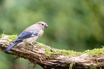 Juvenile Eurasian Bullfinch (Pyrrhula pyrrhula) perched on a branch with green foliage background - Yorkshire, UK in September