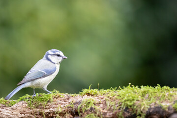 Blue tit (cyanistes caeruleus) perched on a woodland branch with green foliage background -...
