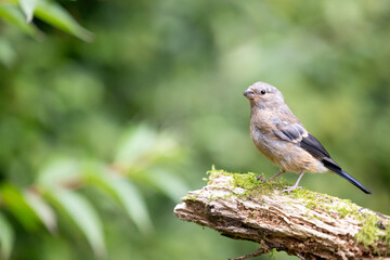 Juvenile Eurasian Bullfinch (Pyrrhula pyrrhula) perched on a branch with green foliage background - Yorkshire, UK in