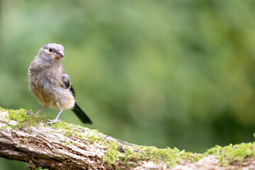 Juvenile Eurasian Bullfinch (Pyrrhula pyrrhula) perched on a branch with green foliage background - Yorkshire, UK in