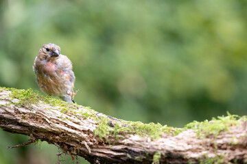 Juvenile male Eurasian Bullfinch (Pyrrhula pyrrhula) moulting feathers at the end of summer - Yorkshire, UK in September