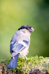 Beautiful Eurasian bullfinch (pyrrhula pyrrhula) female posing on wood, looking back towards the camera. Yorkshire, UK in September.