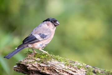 Obraz premium Beautiful Eurasian bullfinch (pyrrhula pyrrhula) female posing on wood. Yorkshire, UK in September.