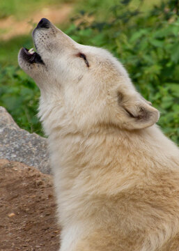 White wolf howls in the wild. Wild forest animal mammal. Dangerous predator. Nature and fauna. Closeup photo of head