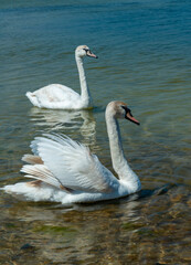 Mute swan (Cygnus olor), two swans swim close to the shore in Tiligul estuary