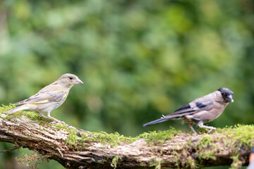 Female Greenfinch (Chloris chloris) and female Eurasian bullfinch (pyrrhula pyrrhula) on wood. Yorkshire, UK in September.