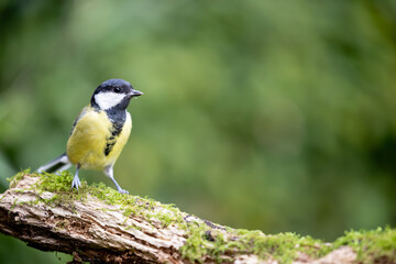 Beautiful Great Tit (Parus major) perched on a branch - Yorkshire, UK in September
