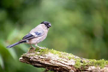 Beautiful Eurasian bullfinch (pyrrhula pyrrhula) female posing on wood. Yorkshire, UK in September.
