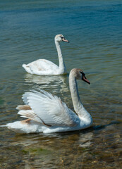 Mute swan (Cygnus olor), two swans swim close to the shore in Tiligul estuary