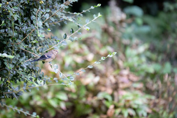 Bullfinch juvenile (Pyrrhula pyrrhula) perched on garden shrub - Yorkshire, UK in September