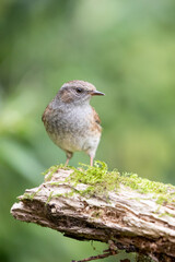 Beautiful, small, brown Dunnock (Prunella modularis) on a woodland log - Yorkshire, UK in September