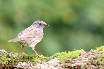 Beautiful, small, brown Dunnock (Prunella modularis) on a woodland log - Yorkshire, UK in September