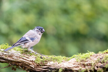 Scruffy female Eurasian bullfinch (pyrrhula pyrrhula) with feather loss posing on wood. Yorkshire,...