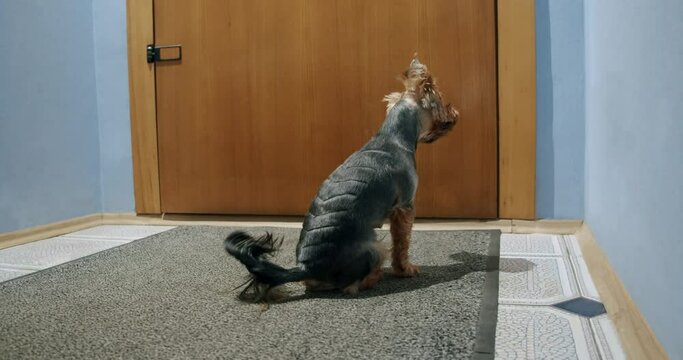 Funny Yorkshire terrier dog sitting, waiting for owner. Funny tilting head, wigging tail. Dog hearing, smelling its owner approaching distance away. Home alone dog love owner concept