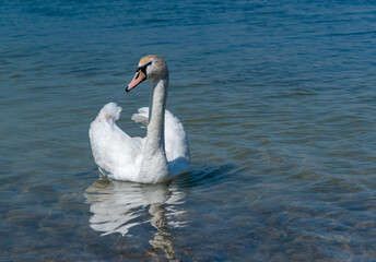 Mute swan (Cygnus olor), swan swims near the shore in Tiligul estuary, ukraine