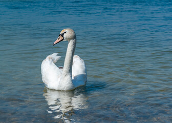 Mute swan (Cygnus olor), swan swims near the shore in Tiligul estuary, ukraine