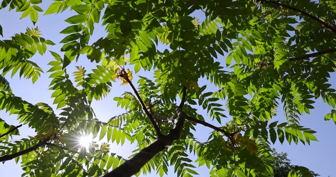 sumac tree with green foliage in windy weather, beautiful sumac tree in sunny weather