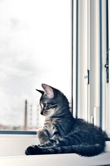 Cute gray tabby baby cat looking through window  