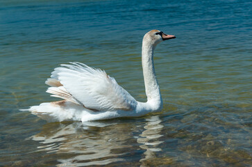 Mute swan (Cygnus olor), swan swims near the shore in Tiligul estuary, ukraine