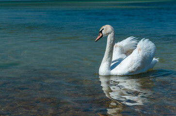 Mute swan (Cygnus olor), swan swims near the shore in Tiligul estuary, ukraine