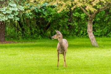Naklejka na ściany i meble Urban White-tailed Deer In The Field In Spring In Wisconsin
