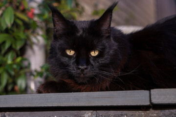 Gorgeous black Maine Coon tomcat with stunning bright yellow eyes.