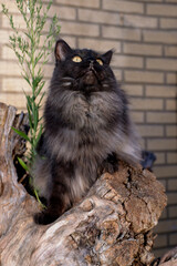 Naklejka na ściany i meble Maine Coon cat is looking up in an old tree stump.