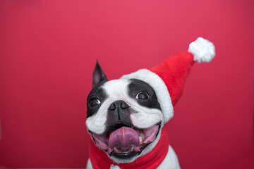 happy and cheerful Boston Terrier dog in a Santa Claus hat and a red scarf smiles positively and sticks out his tongue on red background. The concept of New Year and Christmas.