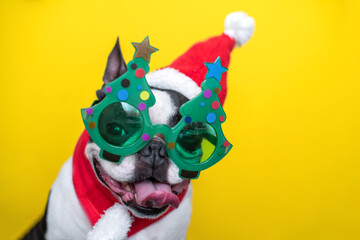 happy Boston Terrier dog in a Santa Claus hat, a red scarf and funny Christmas tree glasses, positively smiles and sticks out his tongue on a yellow background. concept of New Year and Christmas.