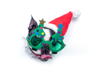 The head of a funny and gray Boston Terrier dog in a Santa Claus hat and a red hat peeks out of a hole in white paper. The concept of New Year and Christmas