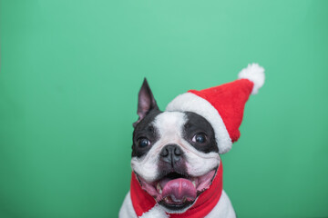 A happy and cheerful Boston Terrier dog in a Santa Claus hat and a red scarf smiles positively and sticks out his tongue on a green background. The concept of New Year and Christmas.