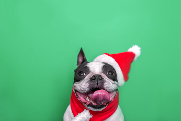 A happy and cheerful Boston Terrier dog in a Santa Claus hat and a red scarf smiles positively and sticks out his tongue on a green background. The concept of New Year and Christmas.