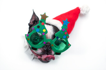 The head of a funny and gray Boston Terrier dog in a Santa Claus hat and a red hat peeks out of a hole in white paper. The concept of New Year and Christmas