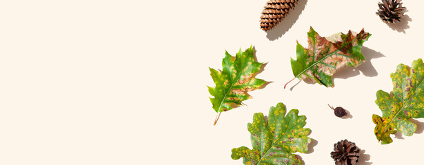 Oak leaves, cones, rose hip on a beige background with a long shadows. Autumn season minimal wallpaper concept. Banner or header. Copy space. Space for text