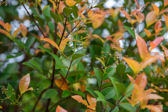 Buds of red Eugenia plant