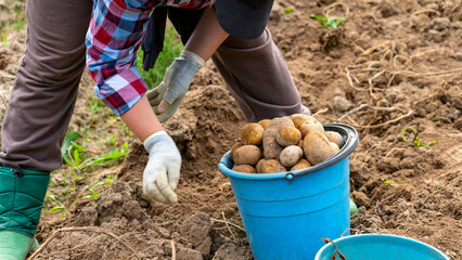 A woman sorts potatoes by size, large small and medium tubers are put in different containers