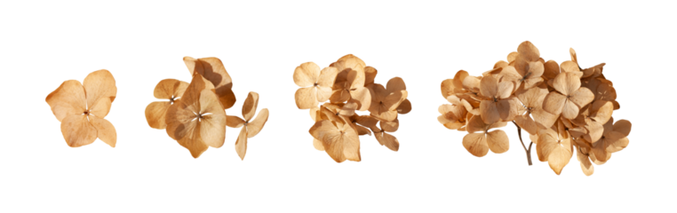 Set of dried hydrangea flowers close up isolated. Autumn seasonal elements, clipart. Flat lay. PNG with transparent background. Clipping path