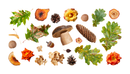 Set of oak leaf, nut, mushroom, dried linden blossom, rose, cone, rose hip, hydrangea, dried apple, pear, acorn isolated. Autumn seasonal elements. PNG with transparent background. Clipping path