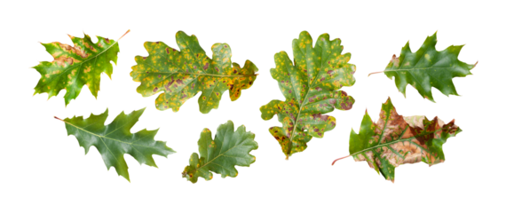 Oak leaves set isolated. Oak leaves green, orange and yellow colors. Flat lay. PNG with transparent background. Clipping path