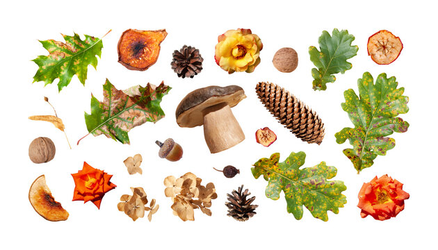 Set of oak leaf, nut, mushroom, dried linden blossom, rose, cone, rose hip, hydrangea, dried apple, pear, acorn isolated. Autumn seasonal elements. PNG with transparent background. Clipping path