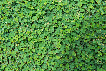 Green clover leaves top view | Bed of clover leaves