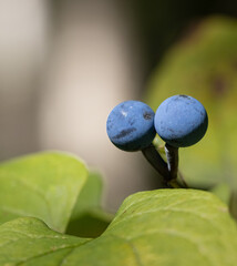 A Blue Cohosh Berry closeup in September in Arrowhead Park Ontario