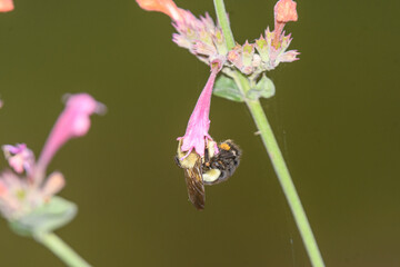 A bee visiting a pink flower.