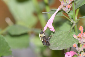 Fototapeta premium A bee visiting a pink flower.