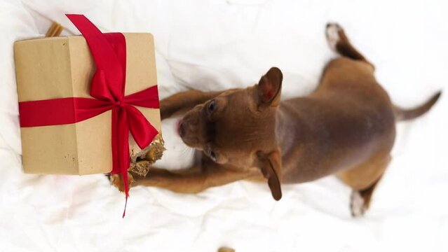 Christmas dog opens a gift. A brown puppy is chewing on a box with a red bow. Festive mood. A gift for a four-legged friend, a surprise for a pet. Dog on an isolated white background. vertical video