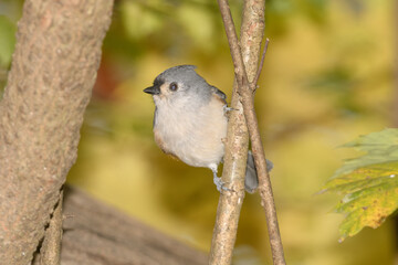 A titmouse bird perched in a tree with a fall background.