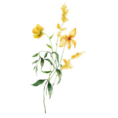 Watercolor meadow flowers bouquet of yellow buttercups. Hand painted floral illustration isolated on white background. For design, print, fabric or background.