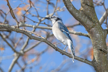 A blue jay perched on a branch with fall leaves in the backgrouud.